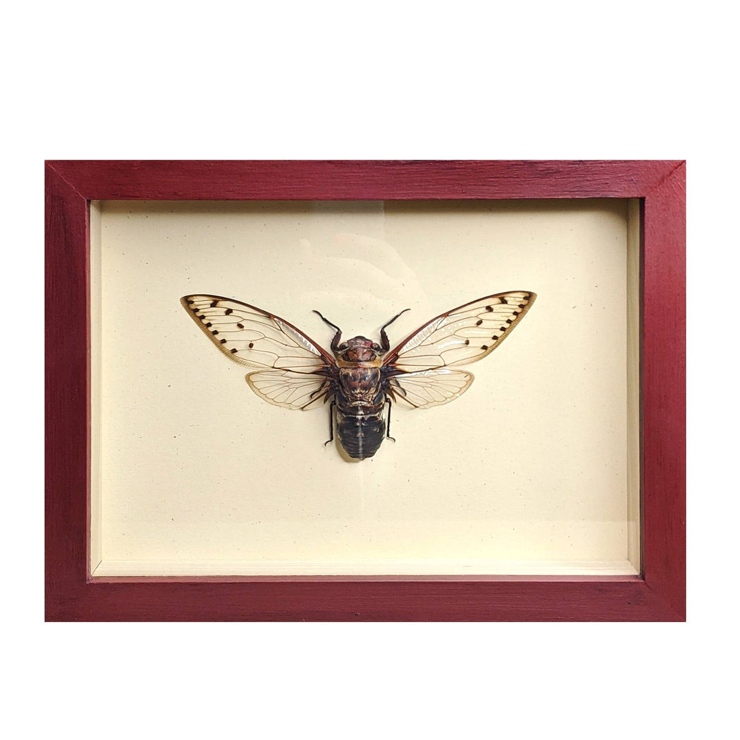 Giant Cicada Shadowbox