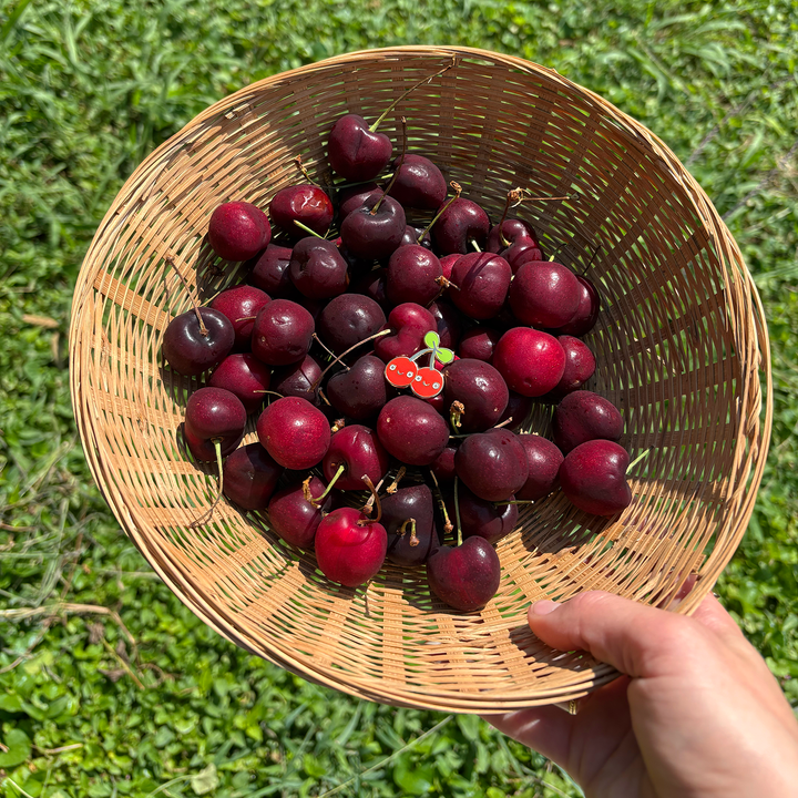 Cute Red Cherries Hard Enamel Pin
