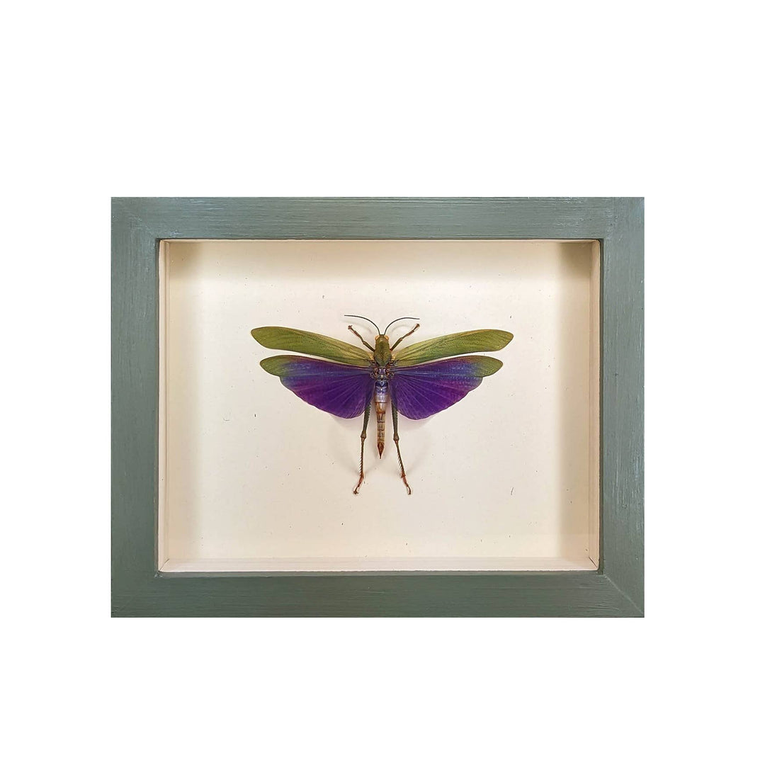 Purple Hopper Shadowbox