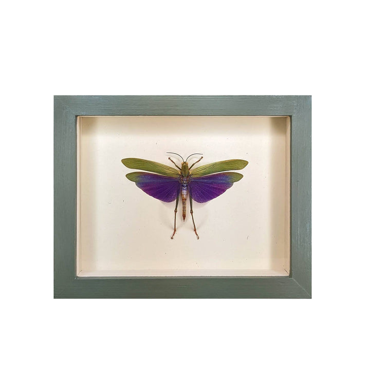 Purple Hopper Shadowbox