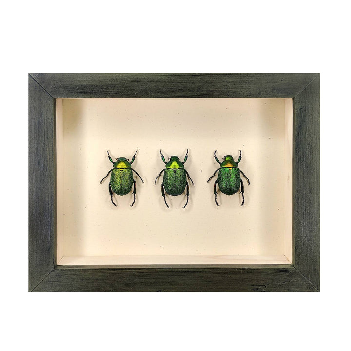 Emerald Flower Chafer Beetle Trio Shadowbox