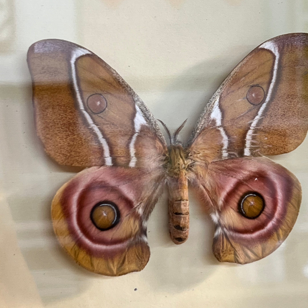 Suraka Silk Moth Shadowbox
