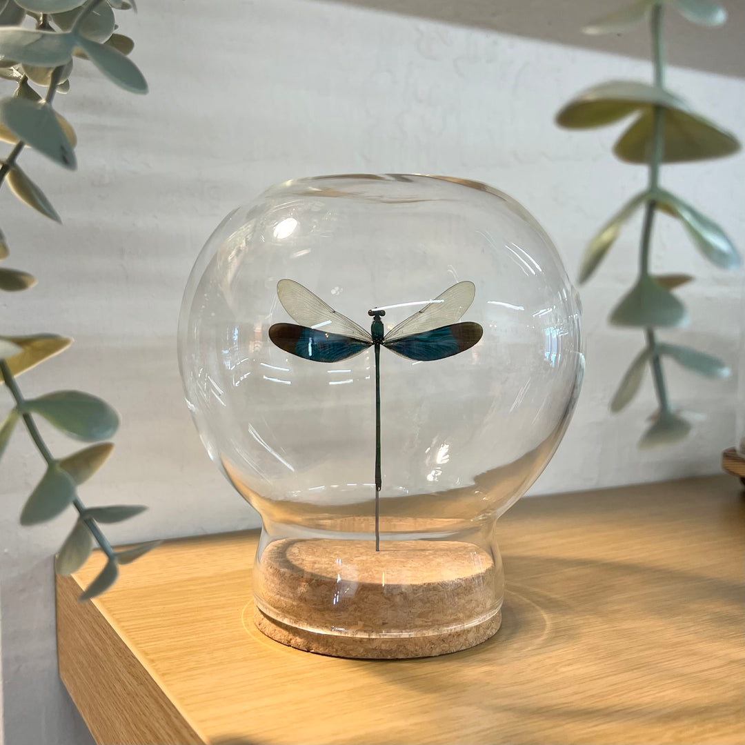 Damselfly Globe