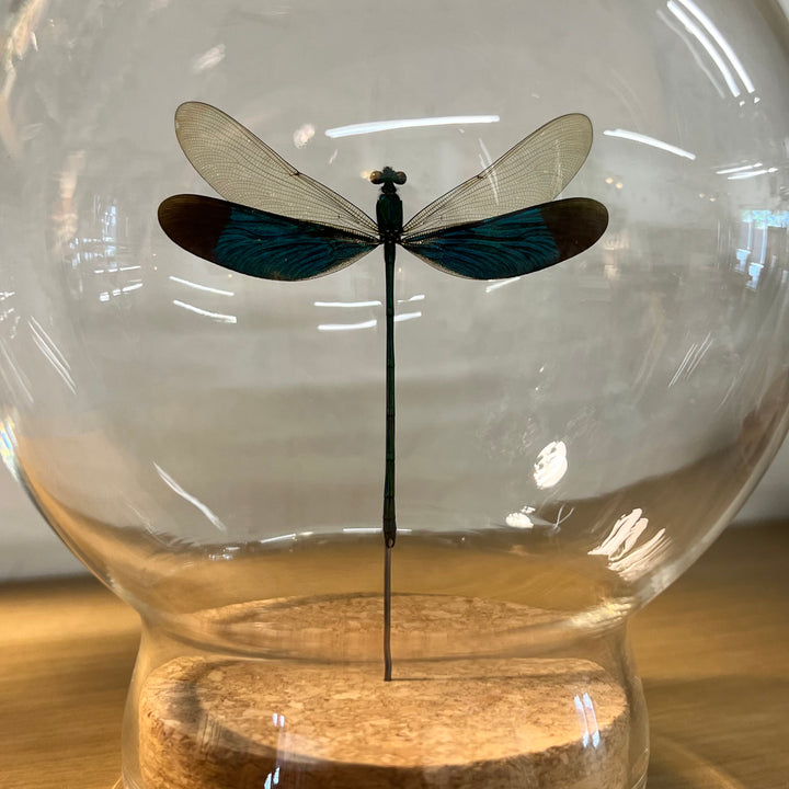 Damselfly Globe