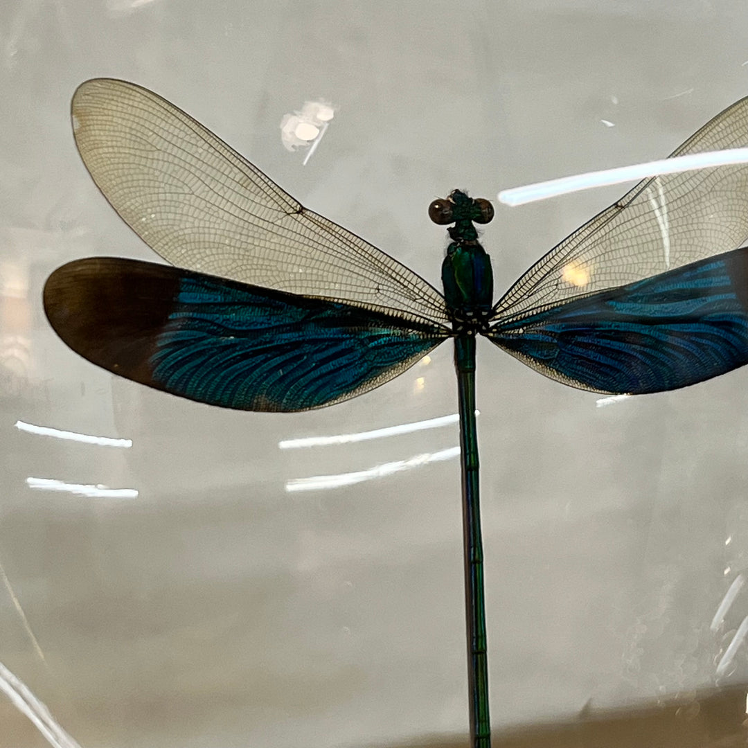 Damselfly Globe