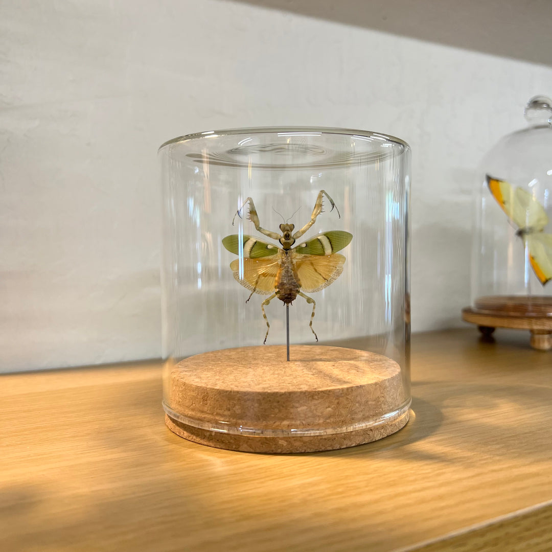 Flower Mantis Globe