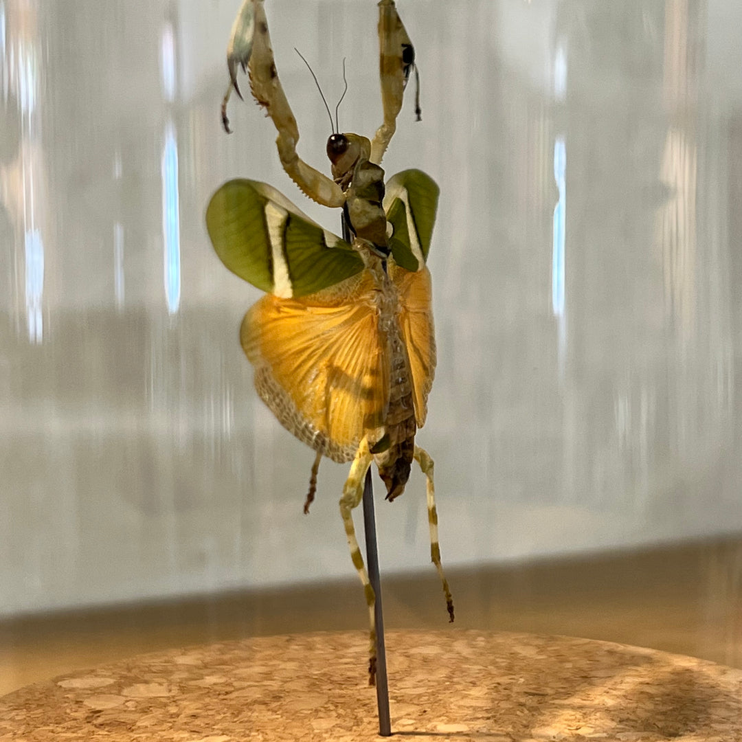 Flower Mantis Globe