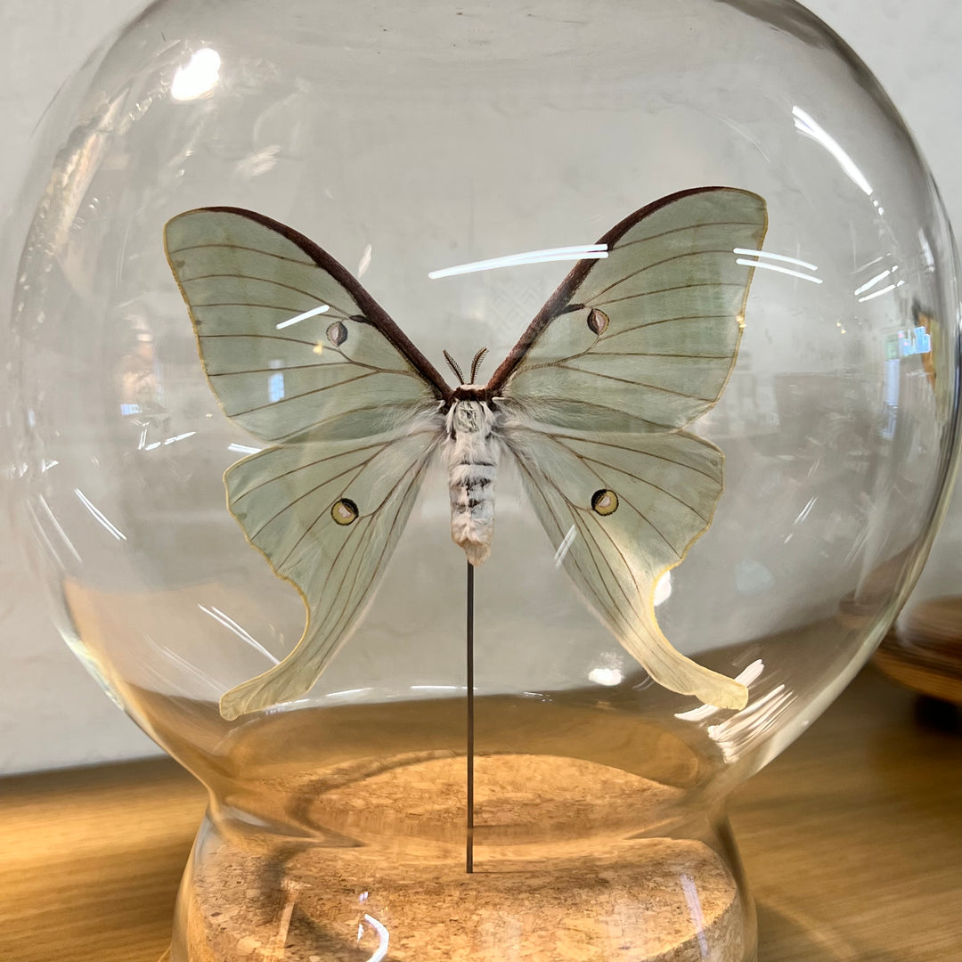 Luna Moth Globe