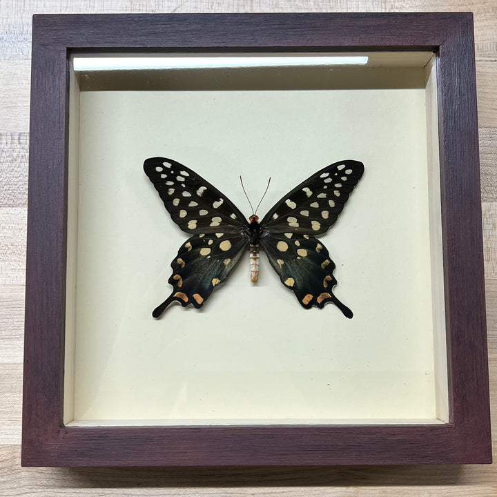 Giant Madagascar Swallowtail Butterfly Shadowbox