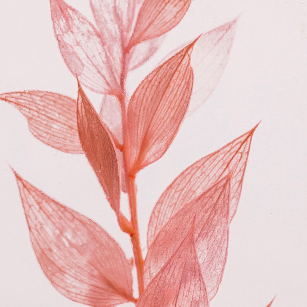 Ruscus Rose Herbarium