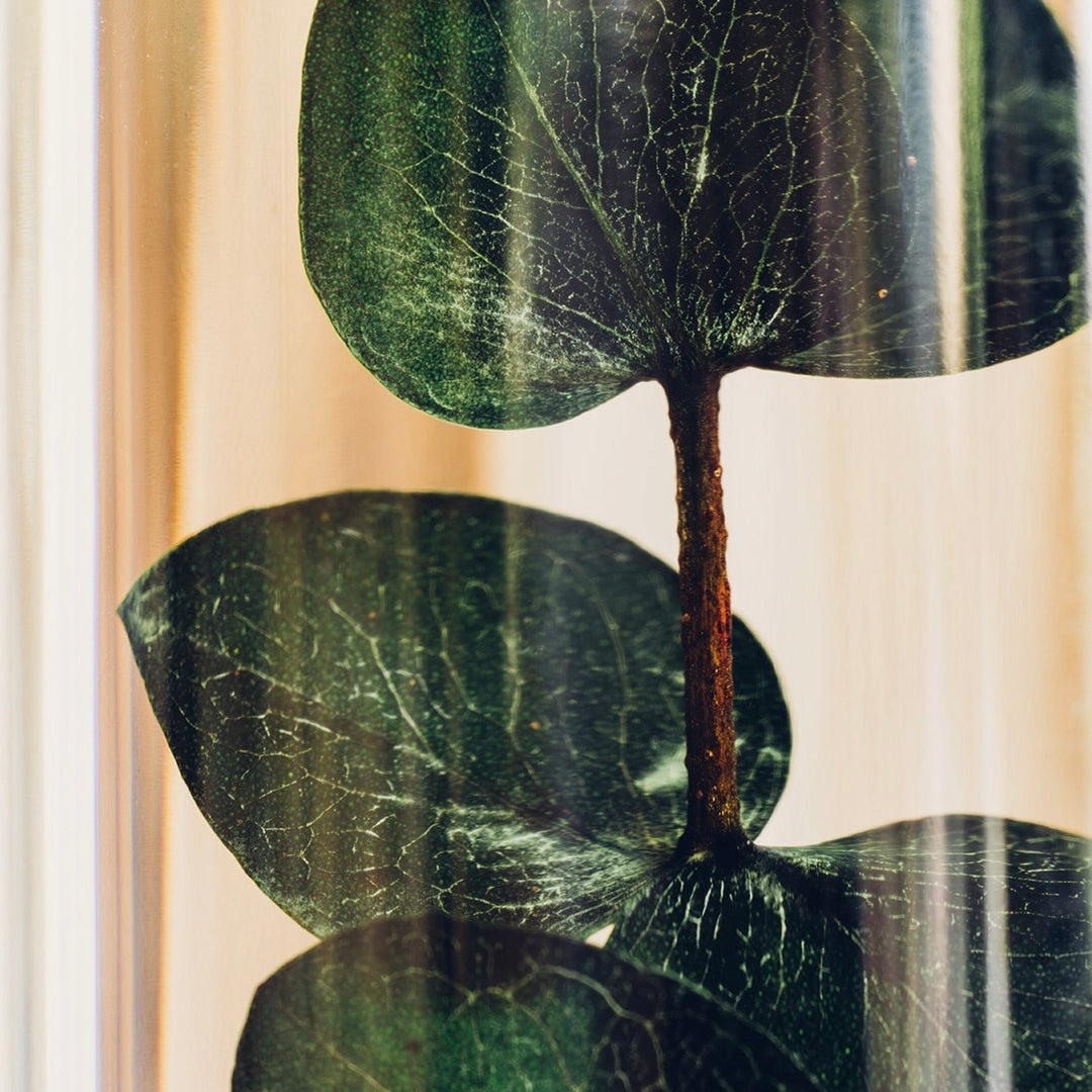 Green Eucalyptus Herbarium