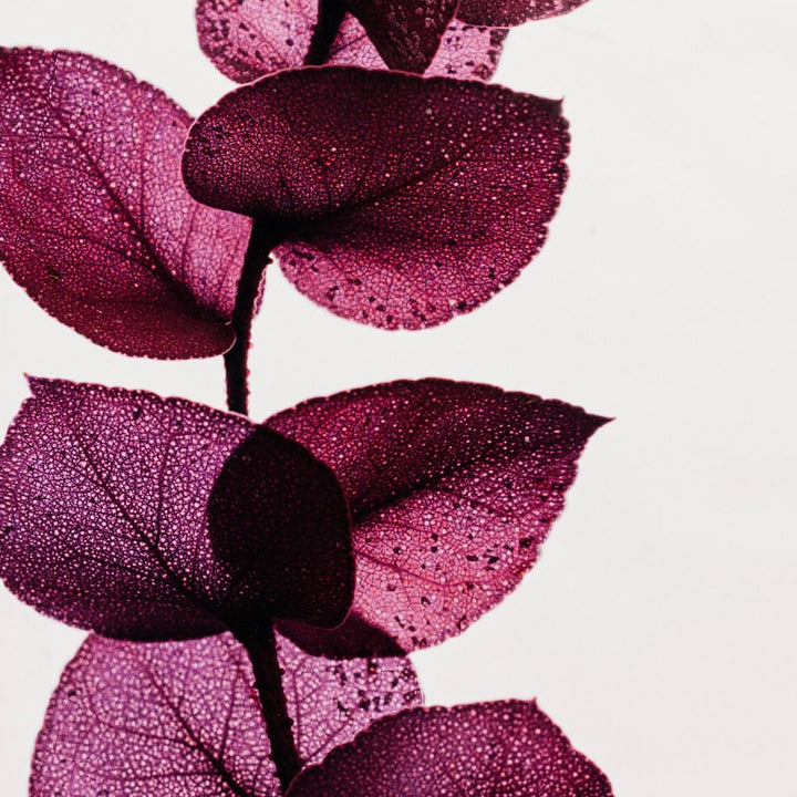 Violet Eucalyptus Herbarium