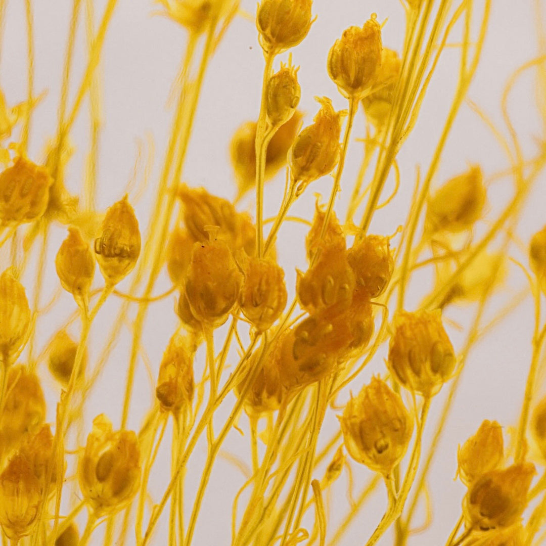 Yellow Broom Herbarium