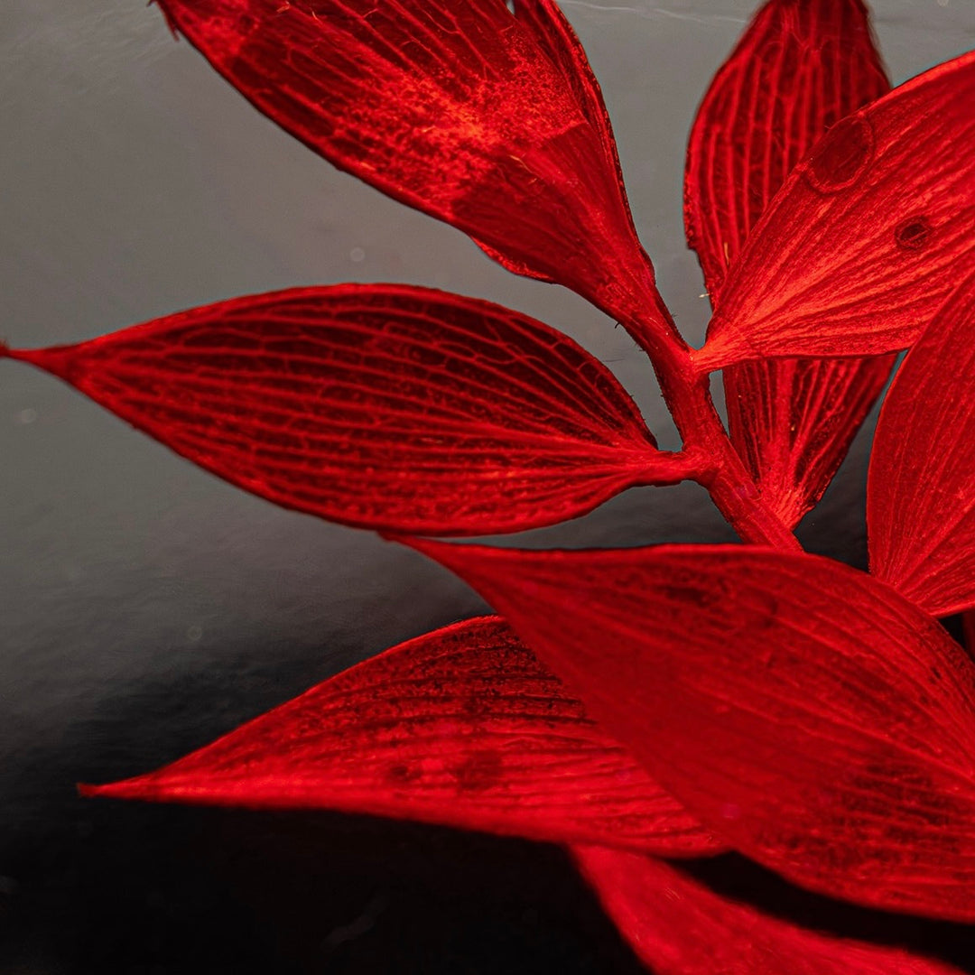 Red Ruscus Herbarium