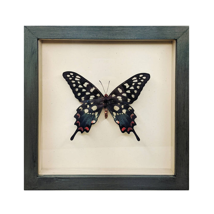 Giant Madagascar Swallowtail Butterfly Shadowbox