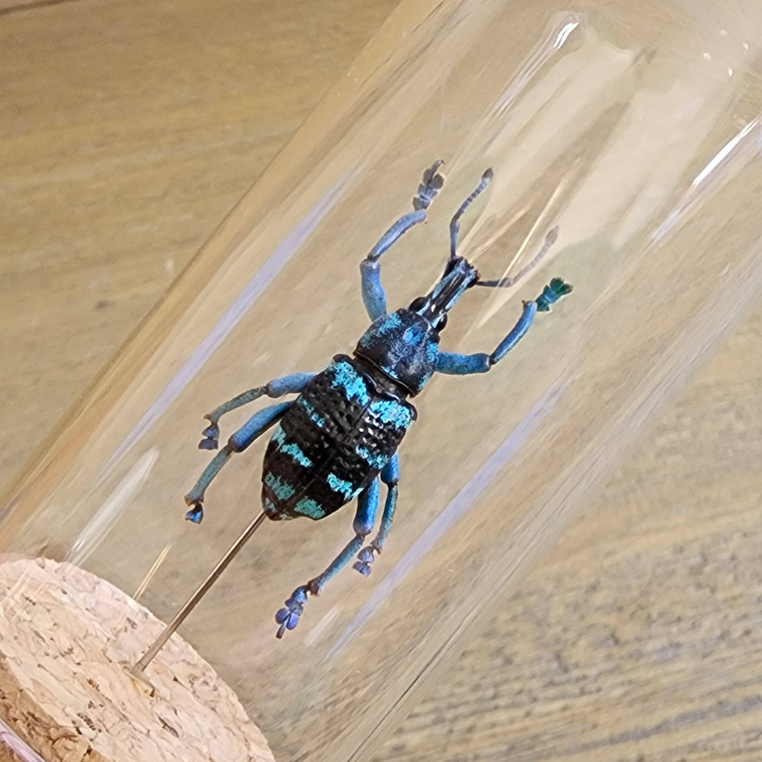 Blue Banded Weevil