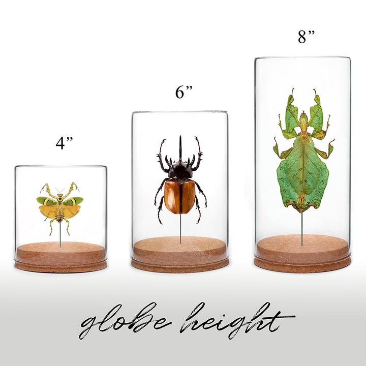 Gray's Leaf Insect Globe