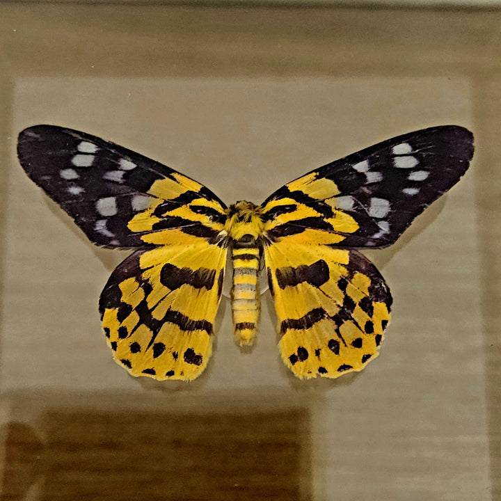 False Tiger Moth